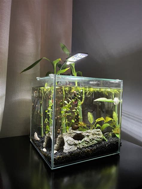 cuboid nature aquarium|More.